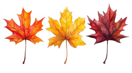 Fototapeta premium Three watercolor autumn maple leaves in red, orange, and yellow.
