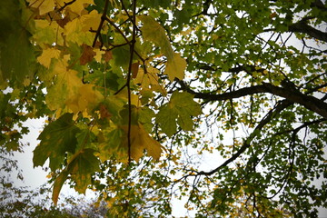 Close up view of maple leaves on a tree in autumn