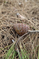 Pinecone dried needles. High quality photo