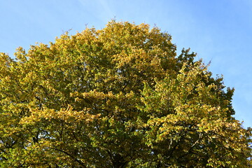 Naklejka premium Tree in autumn against a blue sky
