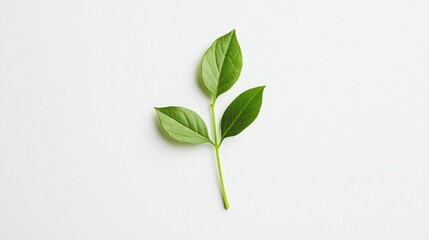 Green Leaves on White: Minimalist Nature Photography