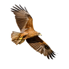 Obraz premium Eagle soaring gracefully through the clear blue sky.