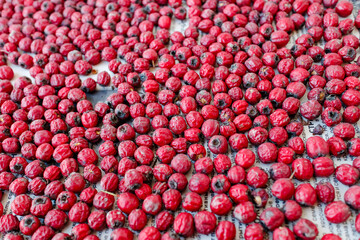 Dried red hawthorn berries spread out on paper. Close-up view of natural dried fruits.