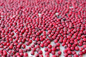 Dried red hawthorn berries spread out on paper. Close-up view of natural dried fruits.