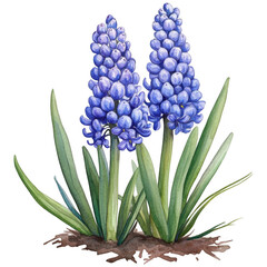 Obraz premium Grape Hyacinth Clipart Vector Illustration