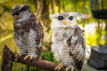 A wild great owl perched in a brown wood. The owl has the scientific name Bubo sumatranus. Bird of prey. Beluk jampuk bird.