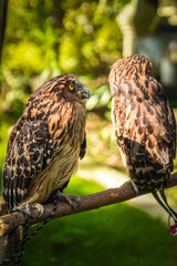 A wild great owl perched in a brown wood. The owl has the scientific name ketupa ketupu. Bird of prey. Beluk ketupa bird.