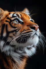 Obraz premium Majestic Sumatran Tiger Gazing Upwards