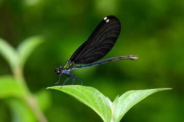Blauflügel-Prachtlibelle // Beautiful demoiselle (Calopteryx virgo)