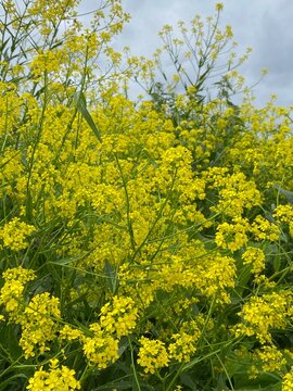 Surepka field with yellow flowers. Vertical