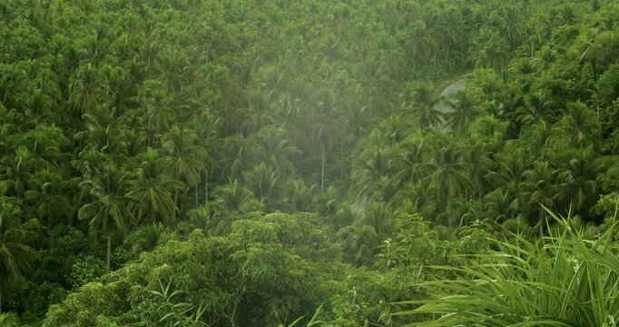 Trees flank the national road in Dapa, Siargao island, Philippines.