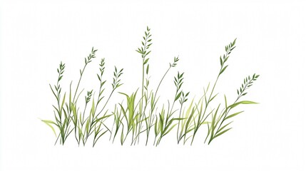 Lush Green Grass on White: A Botanical Illustration of Nature's Simplicity