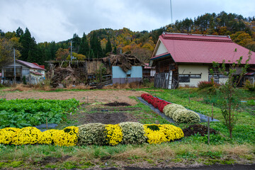 廃屋と花畑