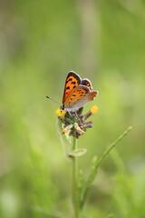 lycaena helle