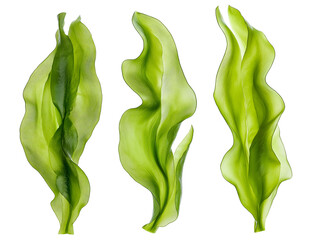 seaweed kelp plant group isolated on transparent background, set of fresh young kelp, cutout png