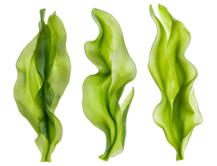 seaweed kelp plant group isolated on transparent background, set of fresh young kelp, cutout png