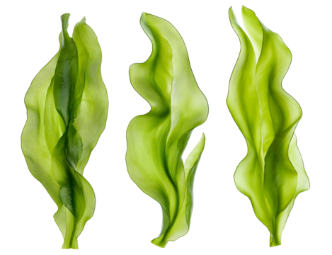 seaweed kelp plant group isolated on transparent background, set of fresh young kelp, cutout png
