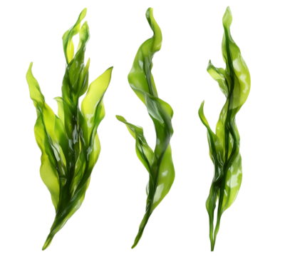 seaweed algae isolated on white transparent background, set of fresh kelp, cutout png