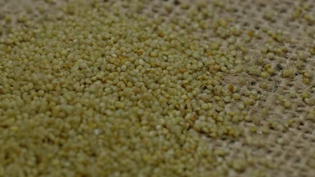 brown top millet grains falling on textured jute cloth, 4k stable shot