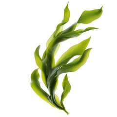 seaweed kelp plants isolated on transparent background,  cutout png