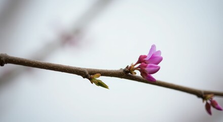Close-up of pink blossoms on a bare branch in soft focus