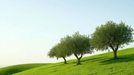 Fototapeta premium Lush green hills with three olive trees under a clear sky.