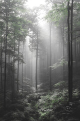 Obraz premium Misty Forest Path Sunlight Through Trees