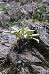 Rocky plant growth. High quality photo