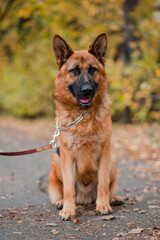 Shepherd dog sits surrounded by dry leaves. Autumn walk with a pet. Big dog