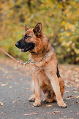 Shepherd dog sits surrounded by dry leaves. Autumn walk with a pet. Big dog
