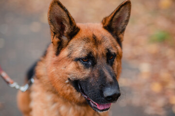 Shepherd dog sits surrounded by dry leaves. Autumn walk with a pet. Big dog