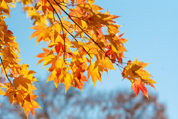 Colorful maple leaves in an autumn park with a sky background.