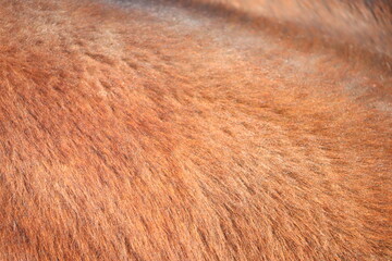 An Intricate CloseUp of a Luxurious Brown Fur Texture Featuring Its Unique Details