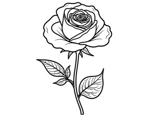 Elegant Line Art Rose Drawing Single Bloom Botanical Illustration