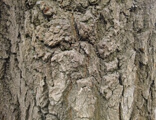 old tree bark close up