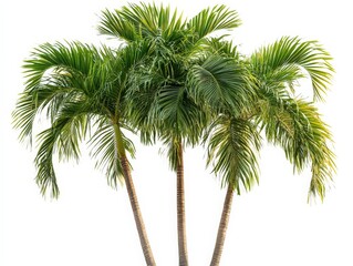 Naklejka premium Three lush green palm trees isolated on a white background.