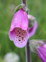 Digitalis purpurea, commonly known as foxglove, Lady’s glove or Purple foxglove ,  traditional source of heart medicine called Digoxin, better known as Digitalis © Henri Koskinen