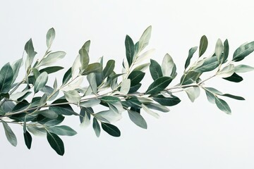 Obraz premium Closeup of an olive branch with green leaves against a white background.