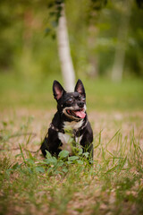 A dog mix of the Chihuahua and Toy Terrier breeds sits surrounded by grass in the park. Autumn walk with a pet crossbreed. Small indoor dog