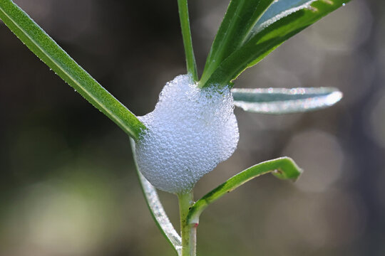 Philaenus spumarius, the meadow froghopper or meadow spittlebug, larva in foam nest
