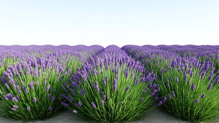 Obraz premium A vibrant field of lavender flowers under a clear sky.