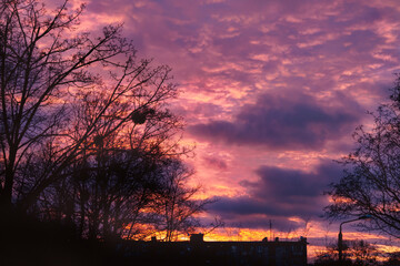 Obraz premium Silhouettes of winter trees against the backdrop of a red sunset, dramatic clouds