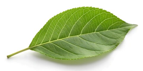 Obraz premium Green leaves falling in the air isolated on white background. 