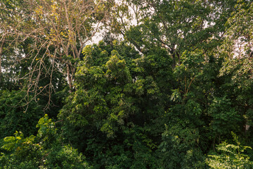 Trees growing in the wild at Kaya Kinondo Sacred Forest in Diani, Kenya