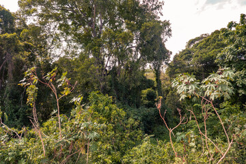 Trees growing in the wild at Kaya Kinondo Sacred Forest in Diani, Kenya