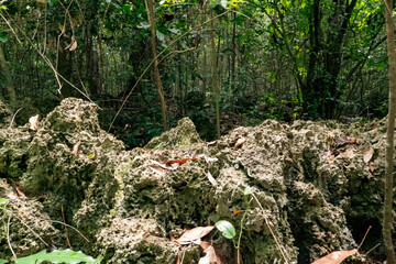 Coral rocks in the forest at Kaya Kinondo Scared Forest in Diani, Kenya
