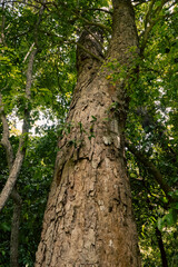 Low angle view of the Tamarind Tree - Tamarindus indica in Kaya Kinodo Sacred Forest in Diani, Kenya
