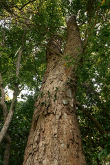 Fototapeta premium Low angle view of the Tamarind Tree - Tamarindus indica in Kaya Kinodo Sacred Forest in Diani, Kenya 