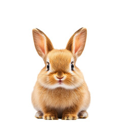 Fluffy rabbit with large ears sitting on transparency background, exuding sense of calm and curiosity. This adorable creature is perfect for various creative projects