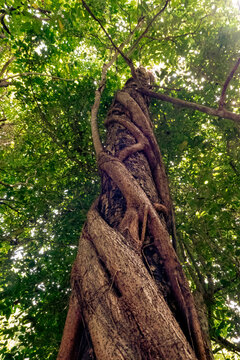 View of the strangler fig or the golden fig tree - Ficus aurea in Kaya Kinodo Sacred Forest in Diani, Kenya
